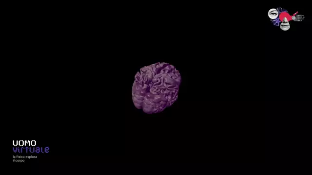 Il cervello | Fisica e medicina